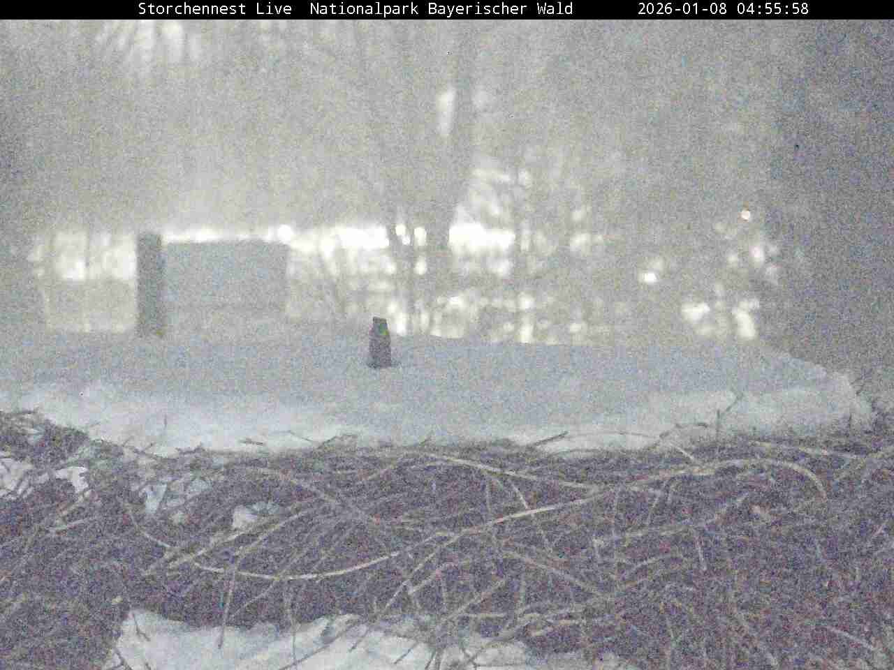 Archiv Foto Webcam Nationalpark Bayerischer Wald - Storchennest - Grafenau
