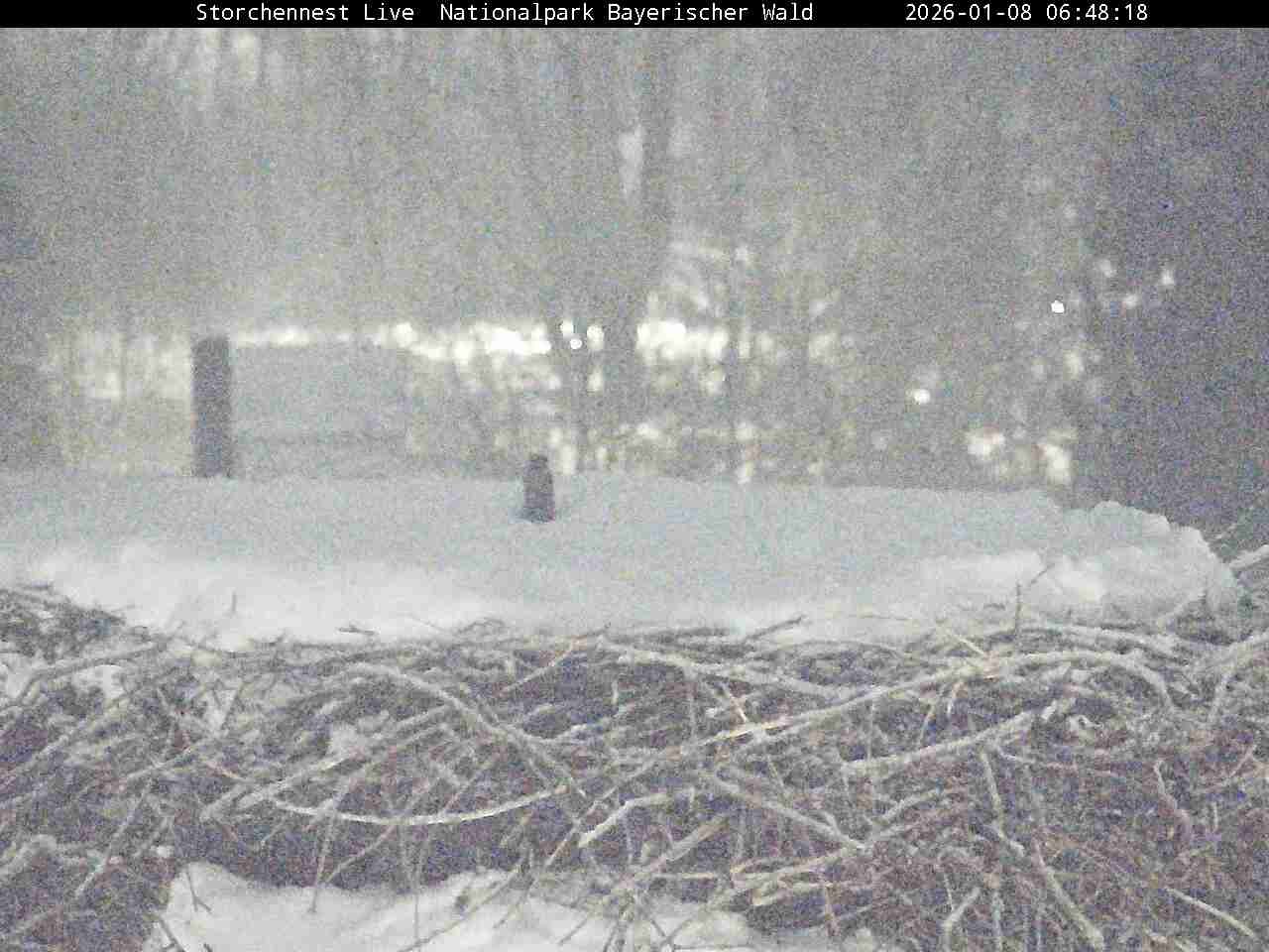 Archiv Foto Webcam Nationalpark Bayerischer Wald - Storchennest - Grafenau