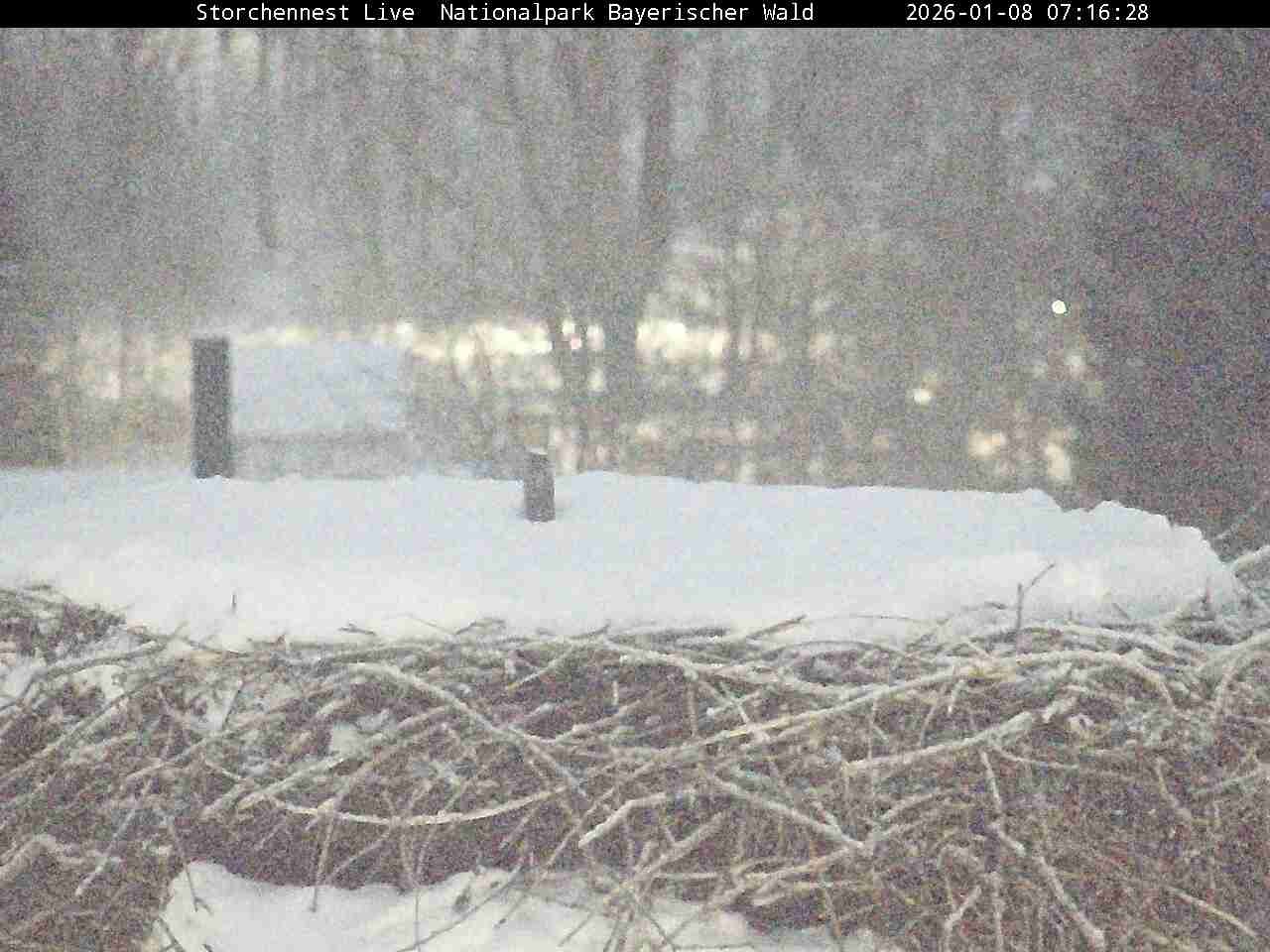 Archiv Foto Webcam Nationalpark Bayerischer Wald - Storchennest - Grafenau