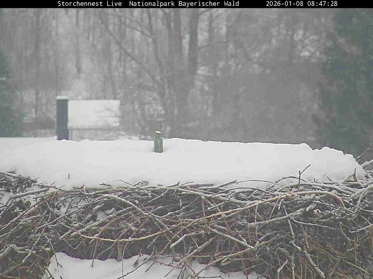 Archiv Foto Webcam Nationalpark Bayerischer Wald - Storchennest - Grafenau