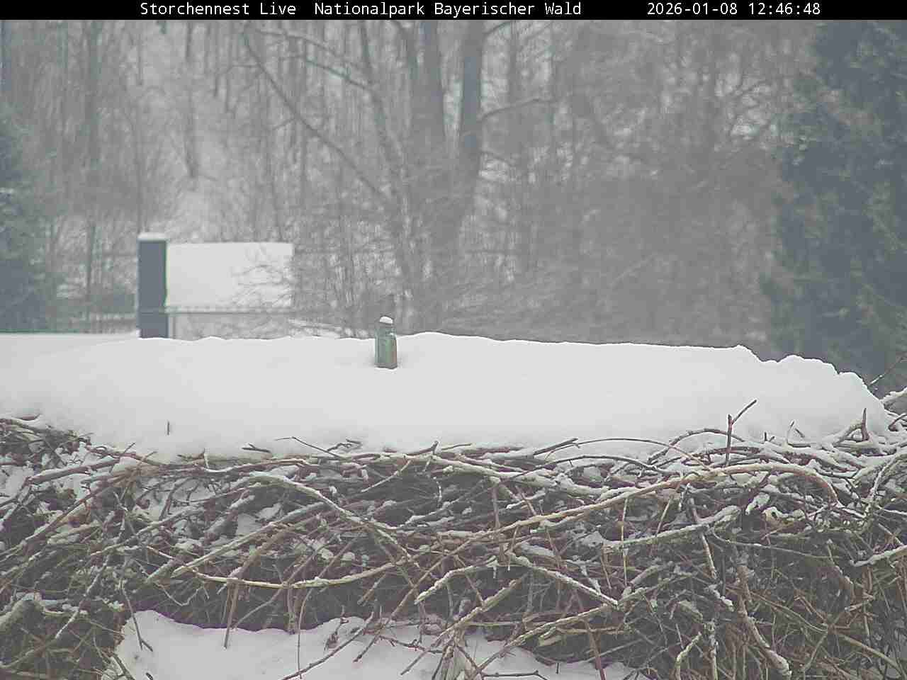 Archiv Foto Webcam Nationalpark Bayerischer Wald - Storchennest - Grafenau