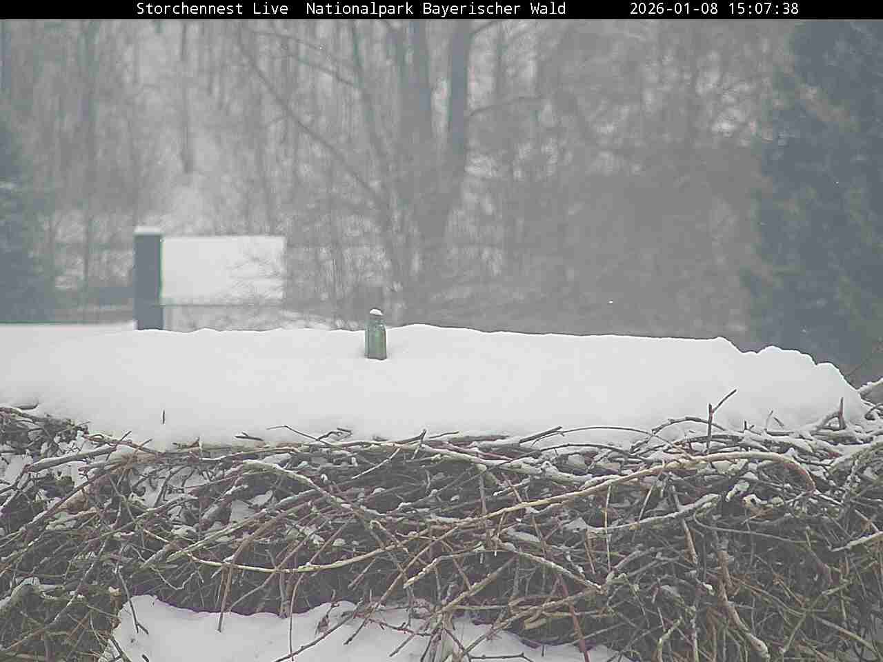 Archiv Foto Webcam Nationalpark Bayerischer Wald - Storchennest - Grafenau