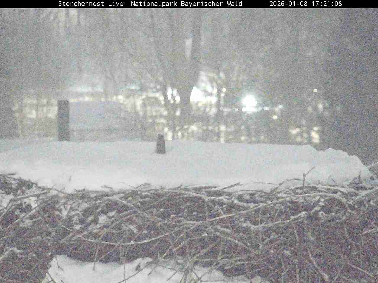 Archiv Foto Webcam Nationalpark Bayerischer Wald - Storchennest - Grafenau