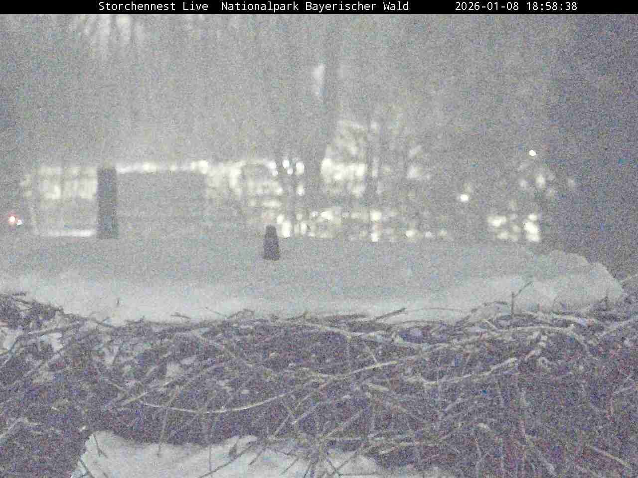 Archiv Foto Webcam Nationalpark Bayerischer Wald - Storchennest - Grafenau