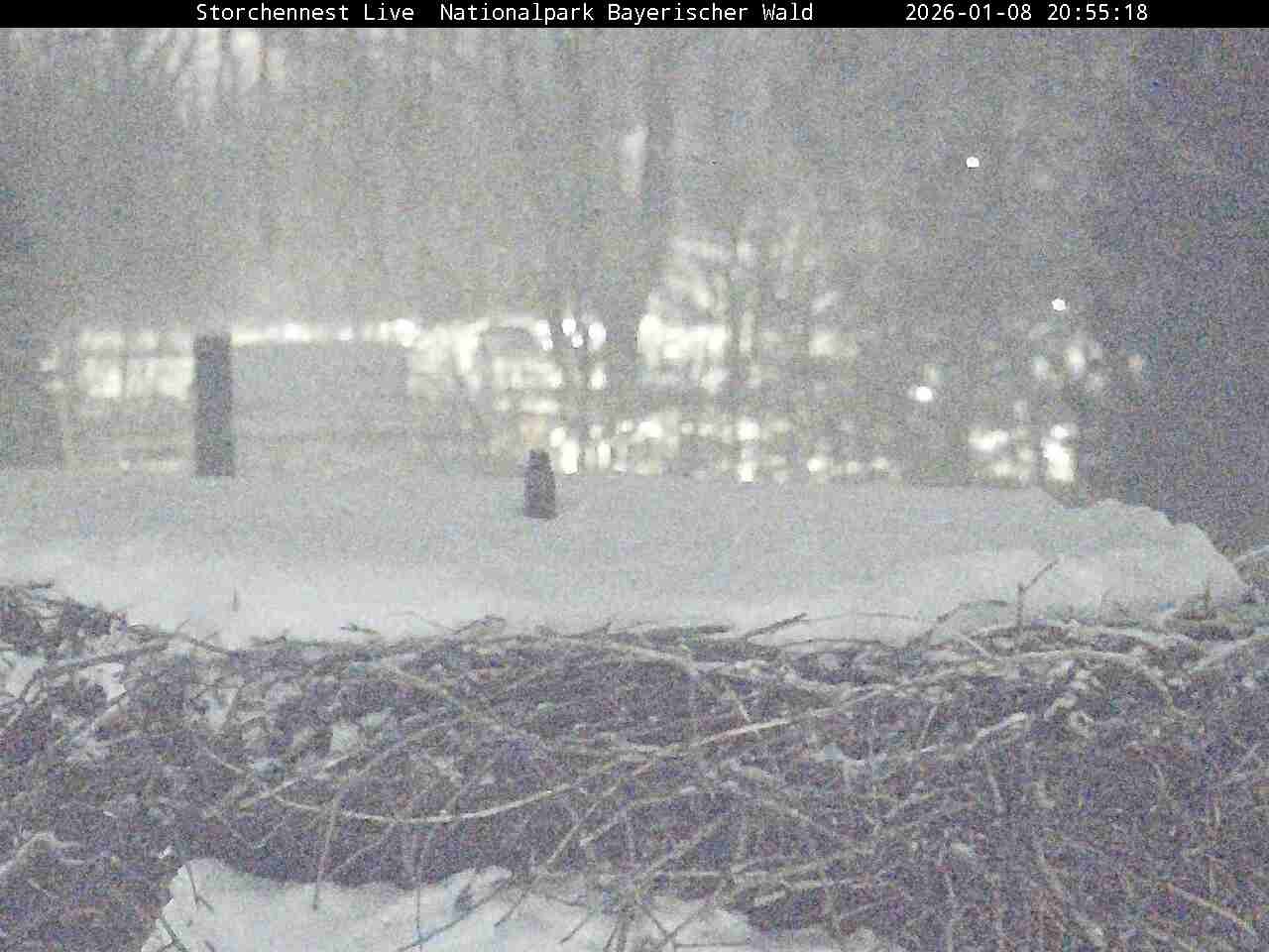 Archiv Foto Webcam Nationalpark Bayerischer Wald - Storchennest - Grafenau