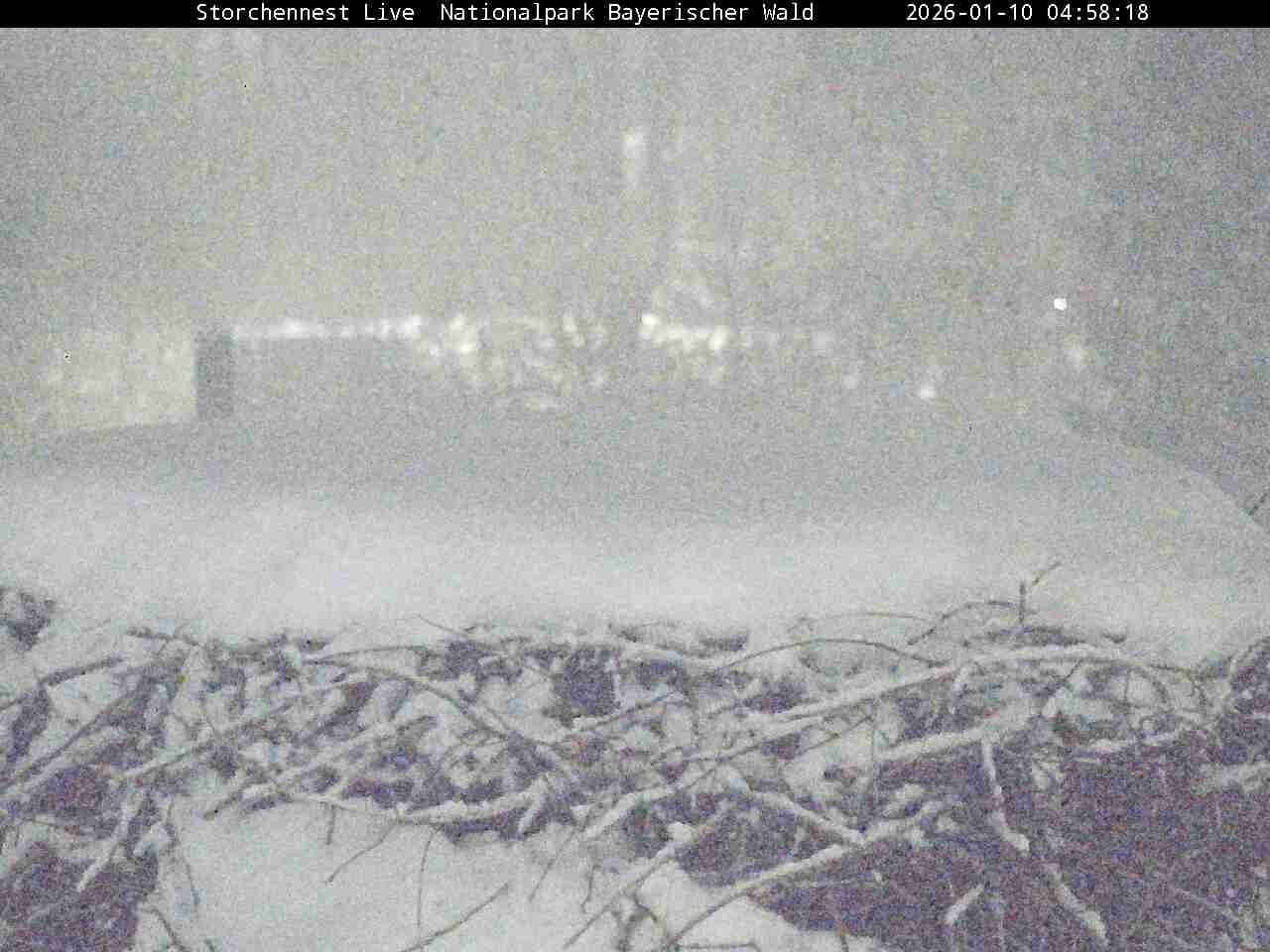 Archiv Foto Webcam Nationalpark Bayerischer Wald - Storchennest - Grafenau