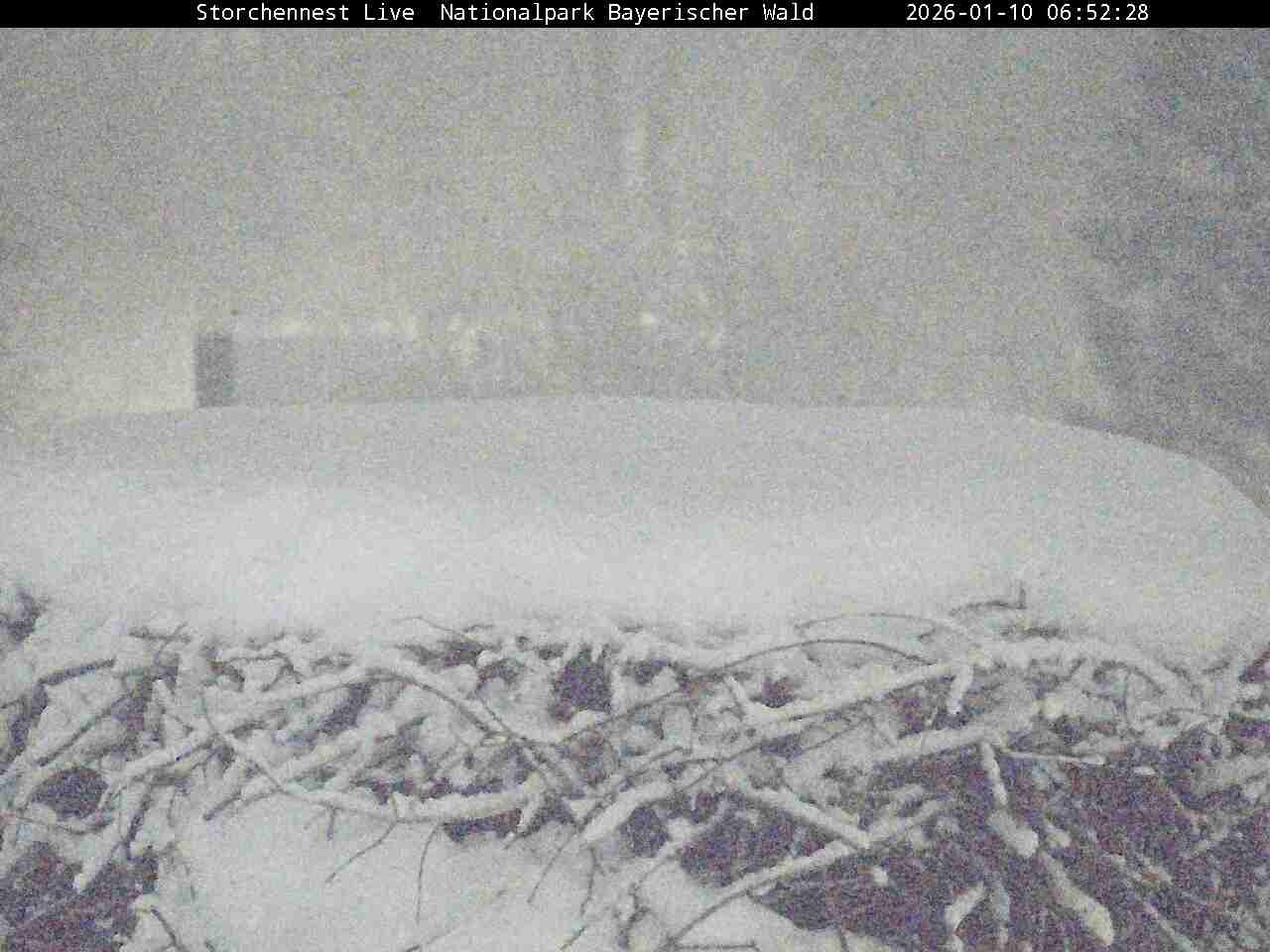 Archiv Foto Webcam Nationalpark Bayerischer Wald - Storchennest - Grafenau