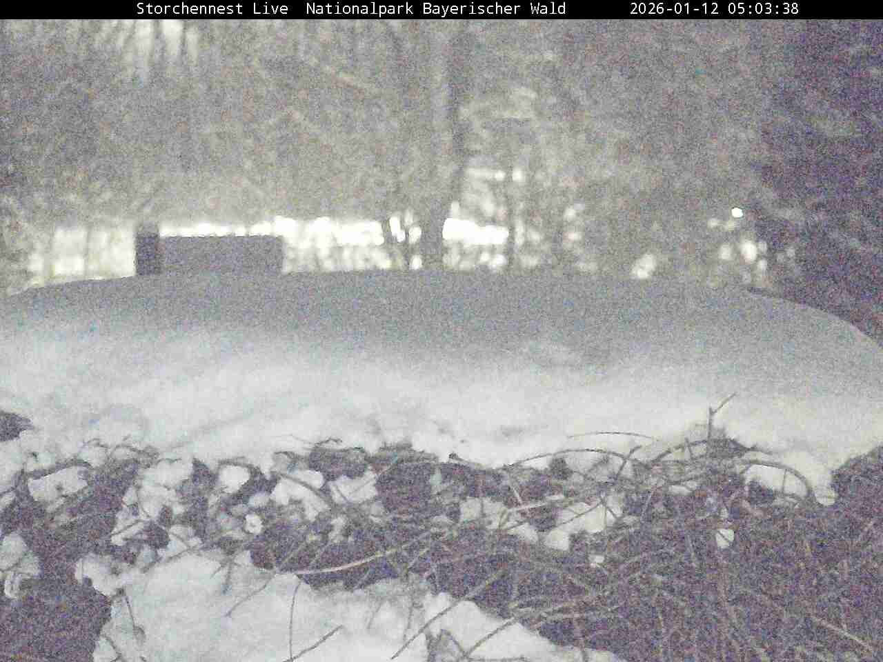 Archiv Foto Webcam Nationalpark Bayerischer Wald - Storchennest - Grafenau