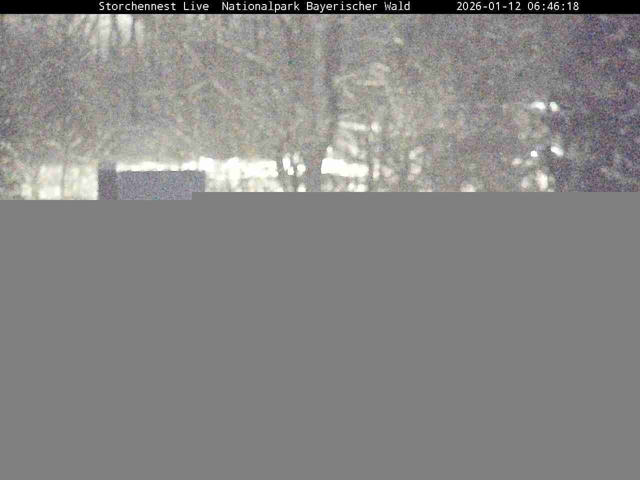 Archiv Foto Webcam Nationalpark Bayerischer Wald - Storchennest - Grafenau