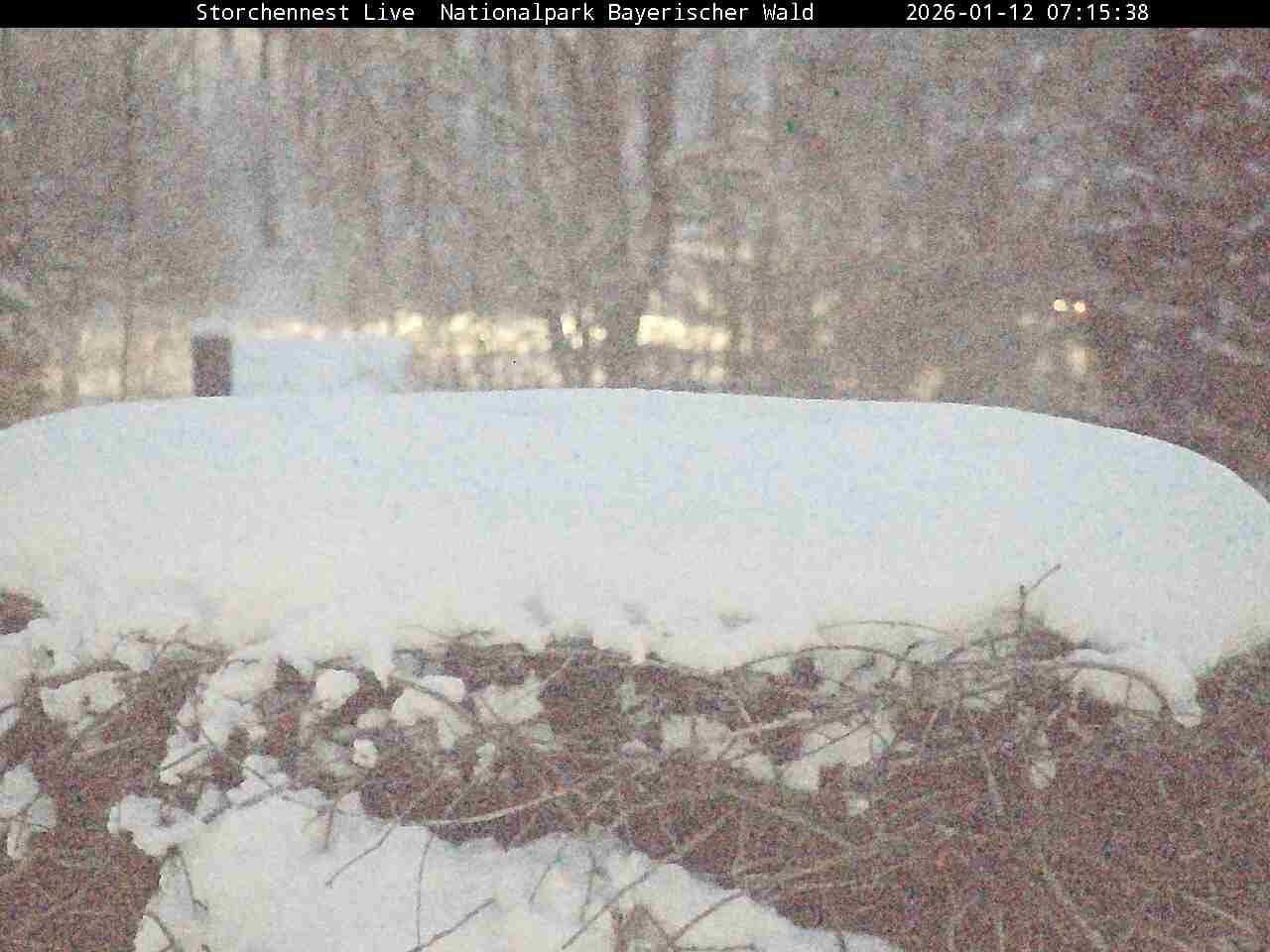 Archiv Foto Webcam Nationalpark Bayerischer Wald - Storchennest - Grafenau