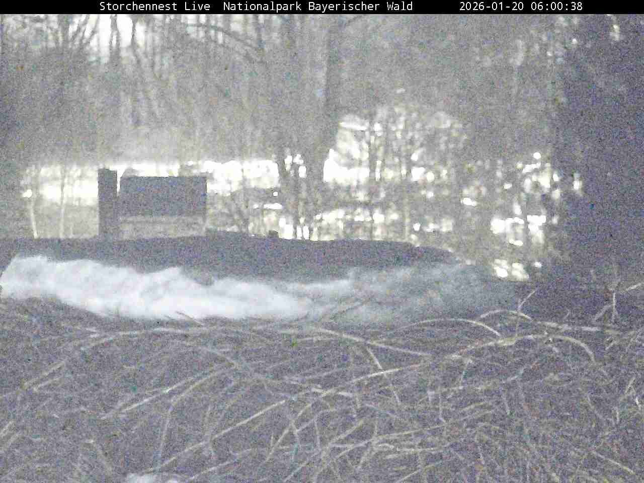 Archiv Foto Webcam Nationalpark Bayerischer Wald - Storchennest - Grafenau