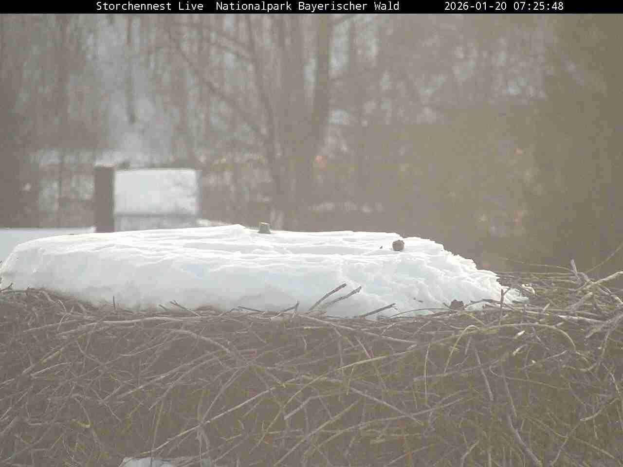 Archiv Foto Webcam Nationalpark Bayerischer Wald - Storchennest - Grafenau