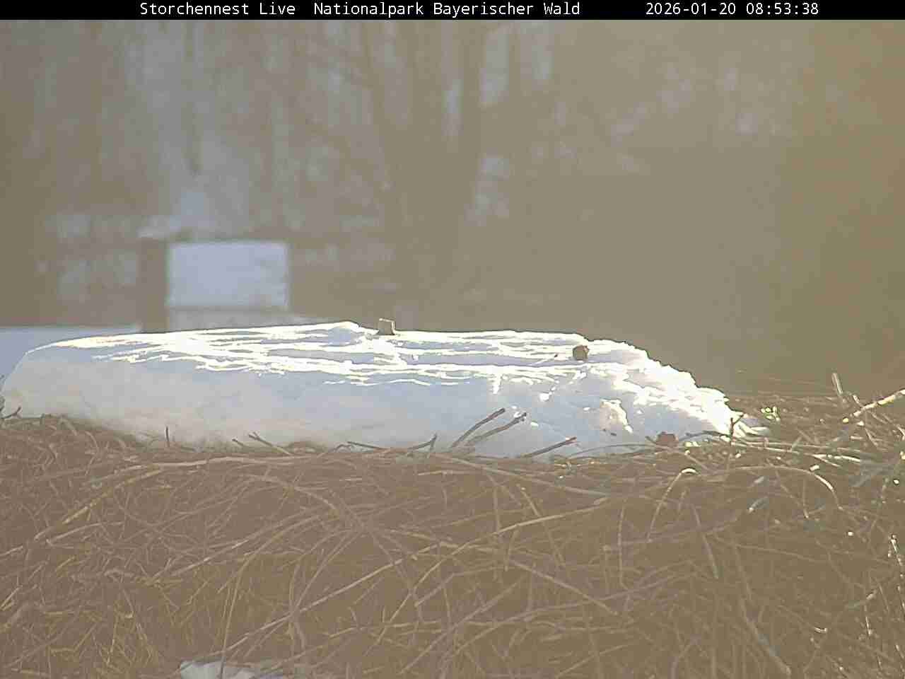 Archiv Foto Webcam Nationalpark Bayerischer Wald - Storchennest - Grafenau