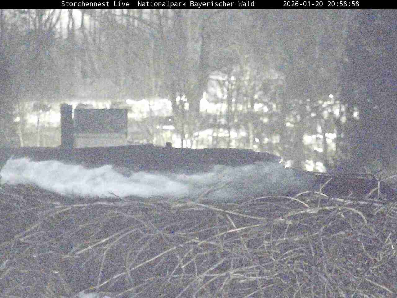 Archiv Foto Webcam Nationalpark Bayerischer Wald - Storchennest - Grafenau