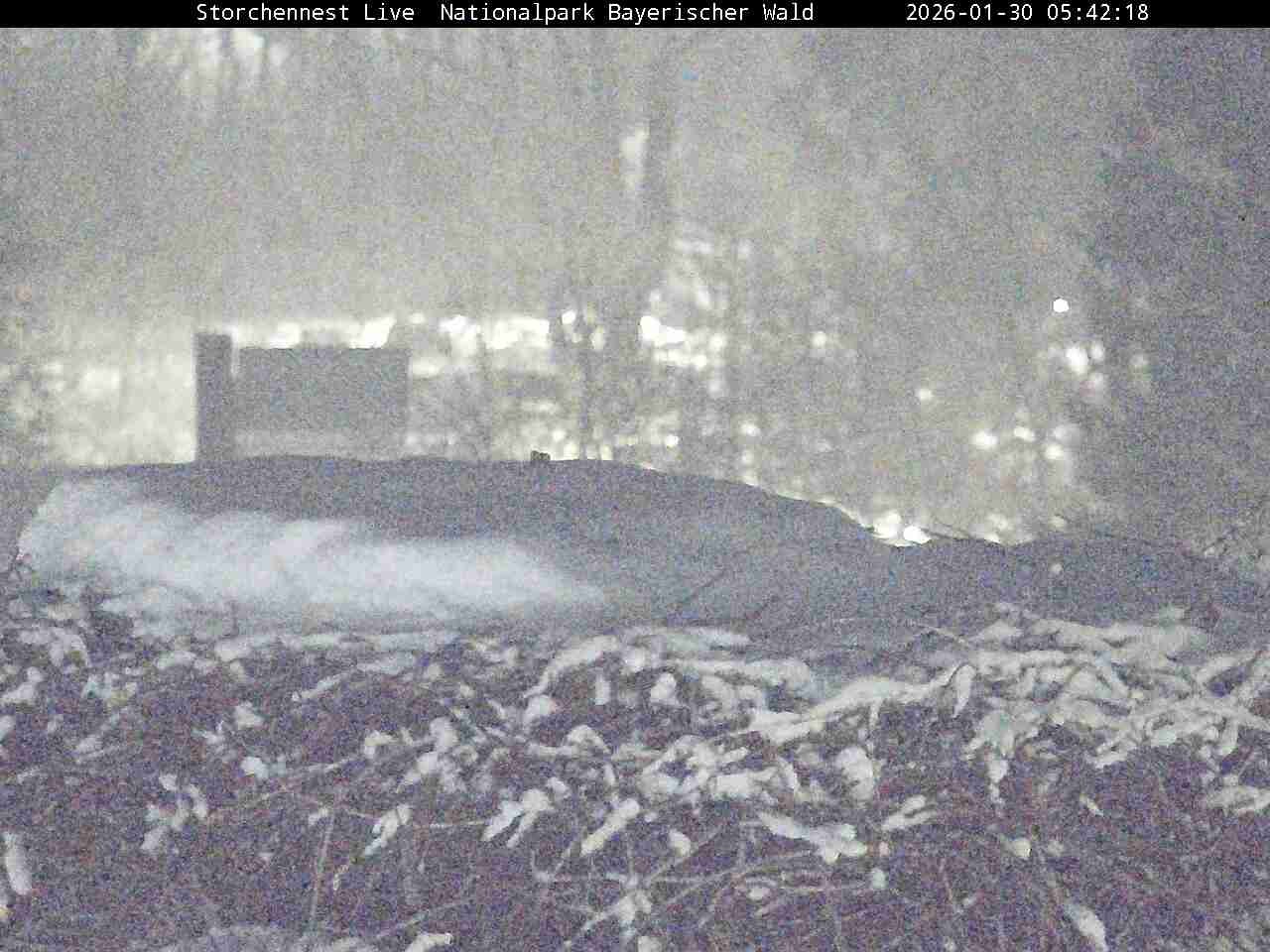 Archiv Foto Webcam Nationalpark Bayerischer Wald - Storchennest - Grafenau