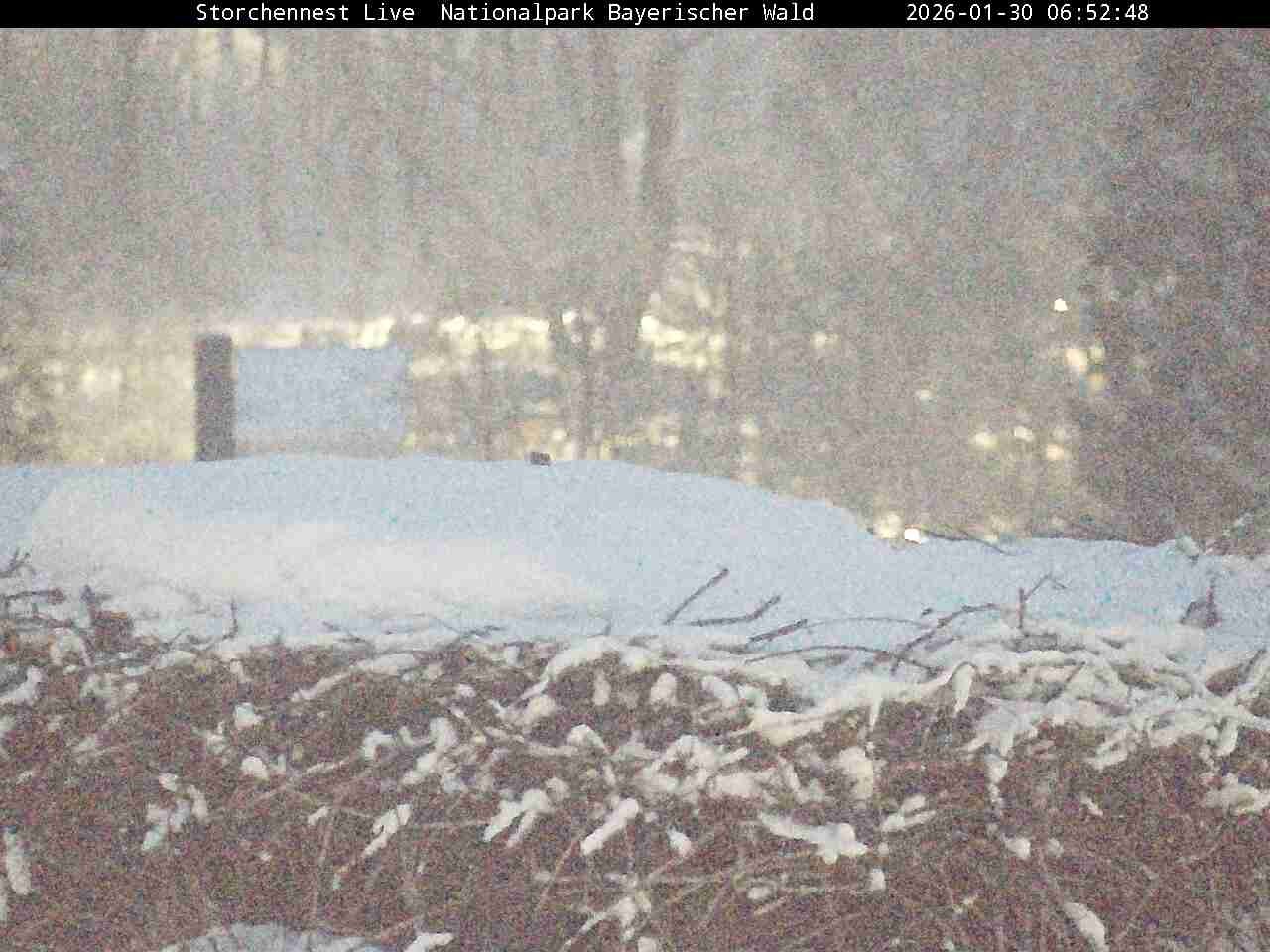 Archiv Foto Webcam Nationalpark Bayerischer Wald - Storchennest - Grafenau