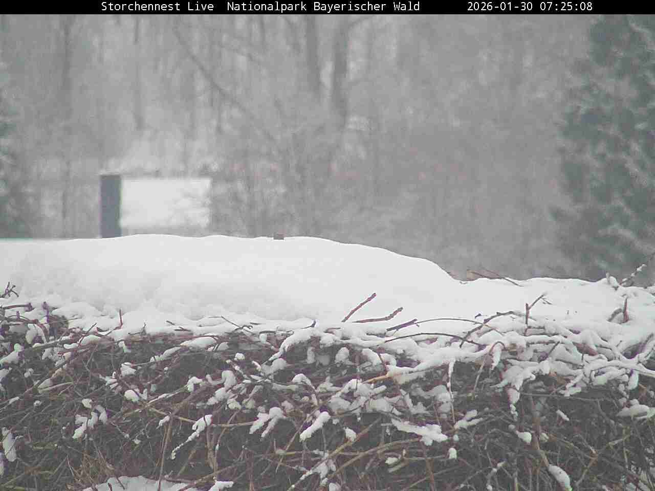 Archiv Foto Webcam Nationalpark Bayerischer Wald - Storchennest - Grafenau