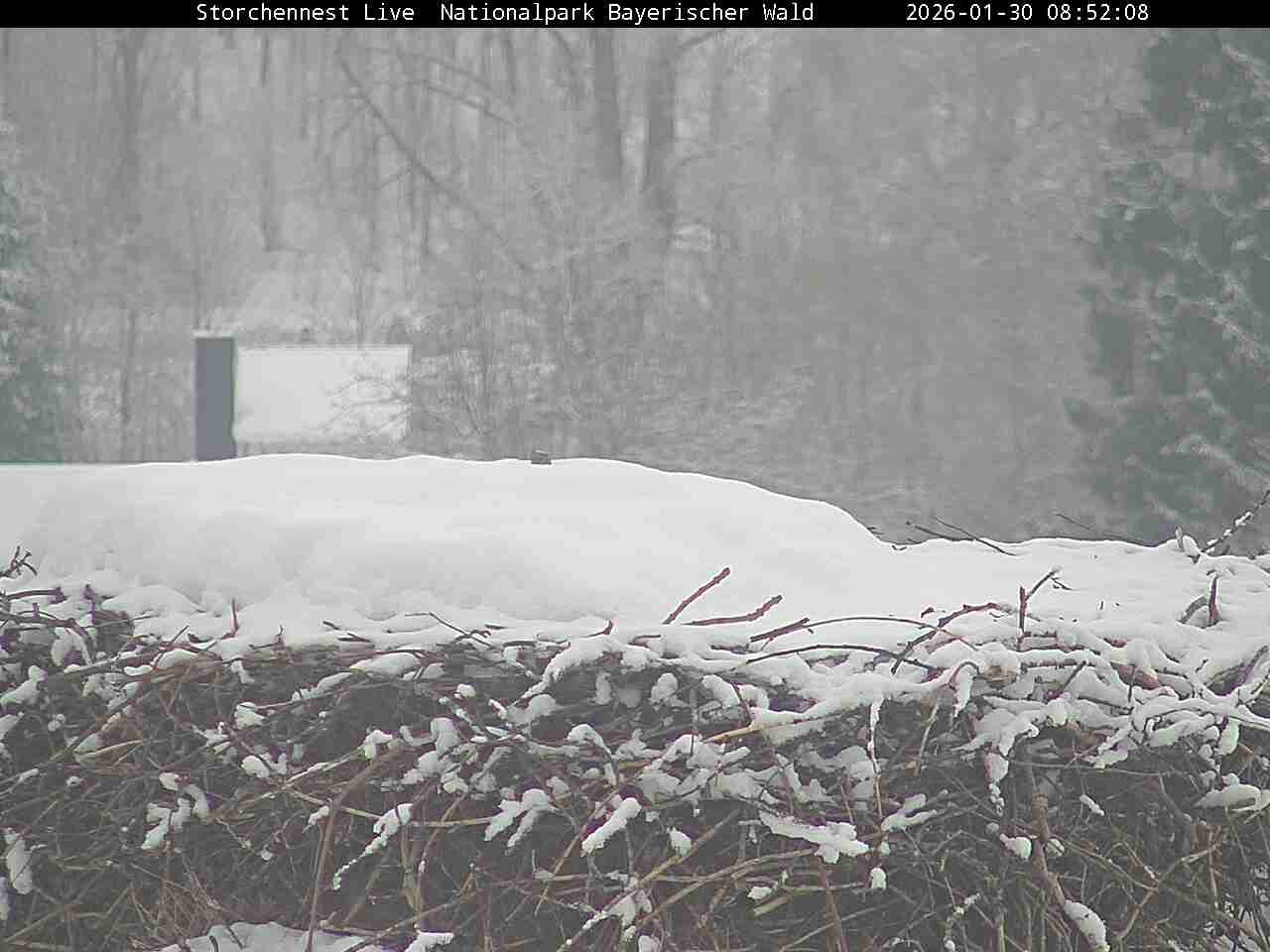 Archiv Foto Webcam Nationalpark Bayerischer Wald - Storchennest - Grafenau