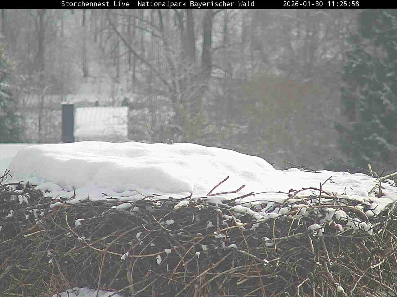 Archiv Foto Webcam Nationalpark Bayerischer Wald - Storchennest - Grafenau