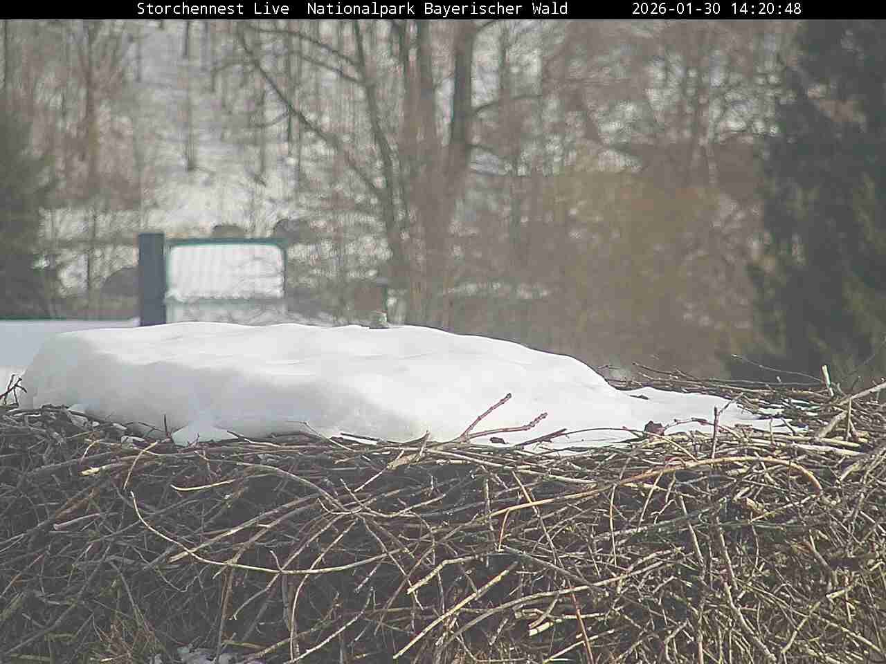 Archiv Foto Webcam Nationalpark Bayerischer Wald - Storchennest - Grafenau