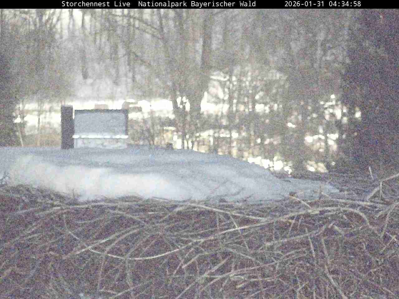 Archiv Foto Webcam Nationalpark Bayerischer Wald - Storchennest - Grafenau