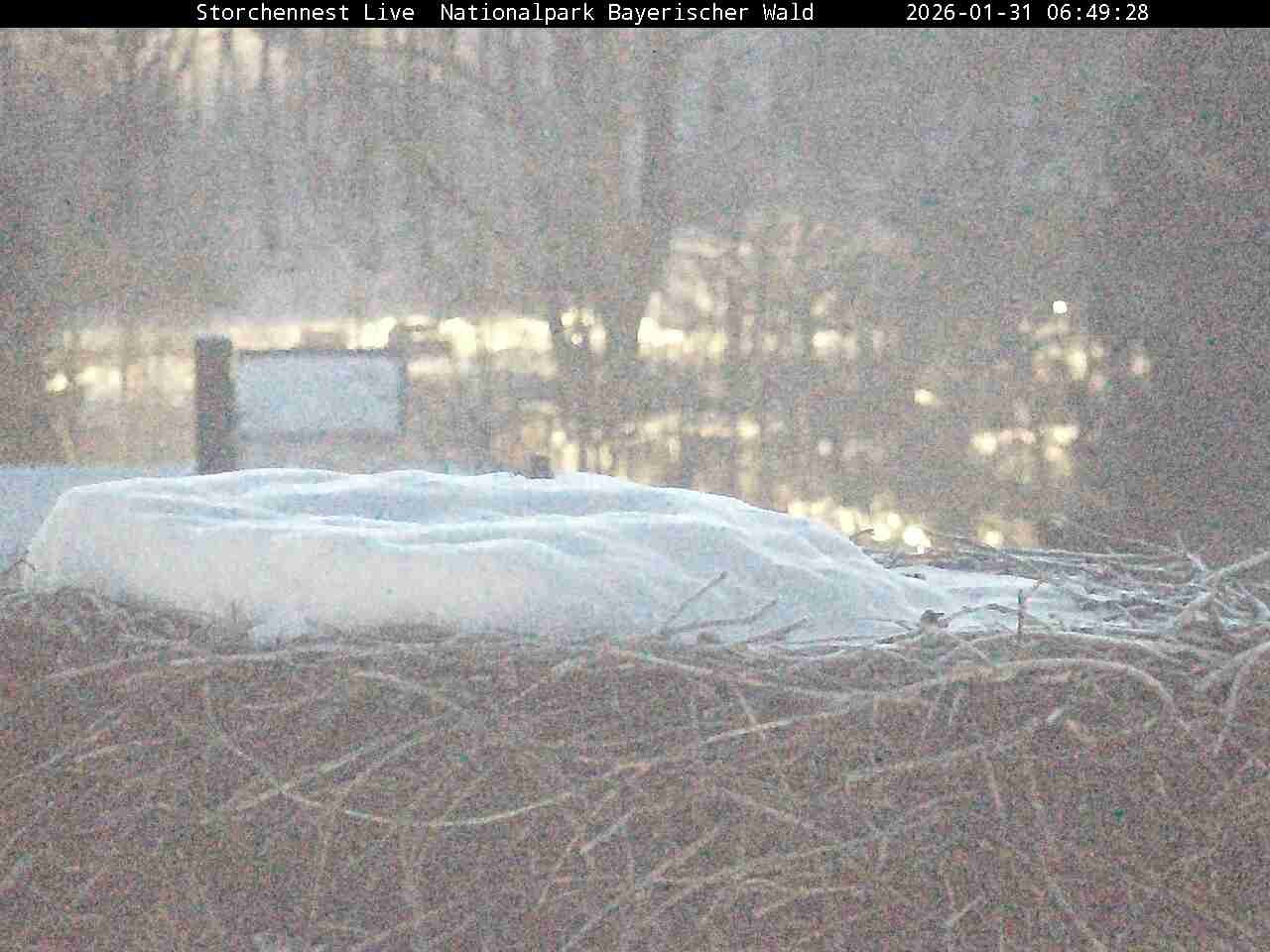 Archiv Foto Webcam Nationalpark Bayerischer Wald - Storchennest - Grafenau