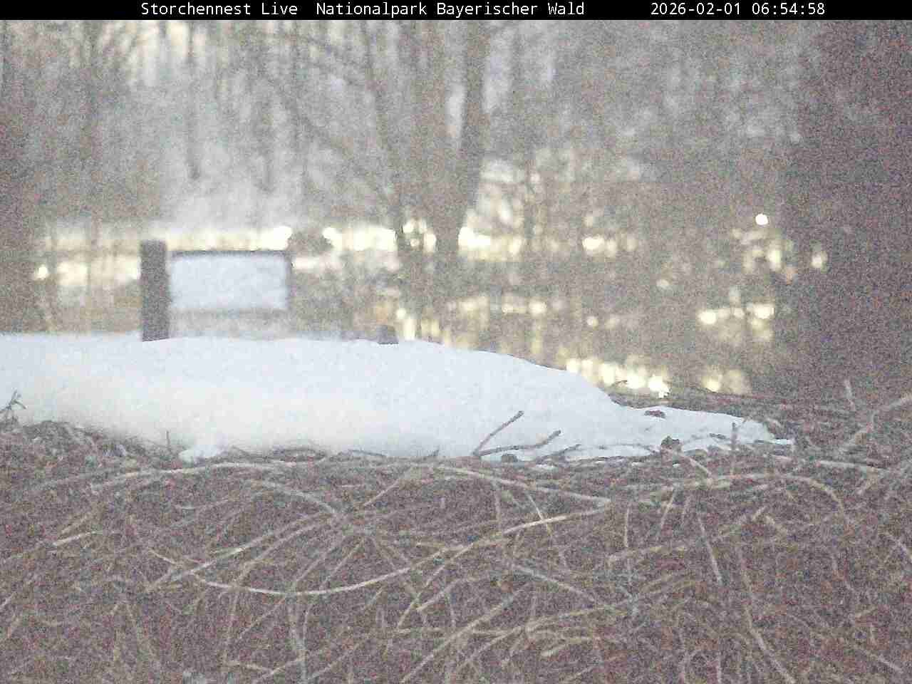 Archiv Foto Webcam Nationalpark Bayerischer Wald - Storchennest - Grafenau