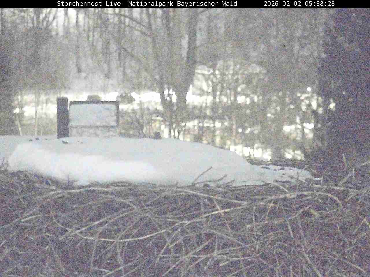 Archived image Webcam Bavarian Forest National Park - Stork Nest