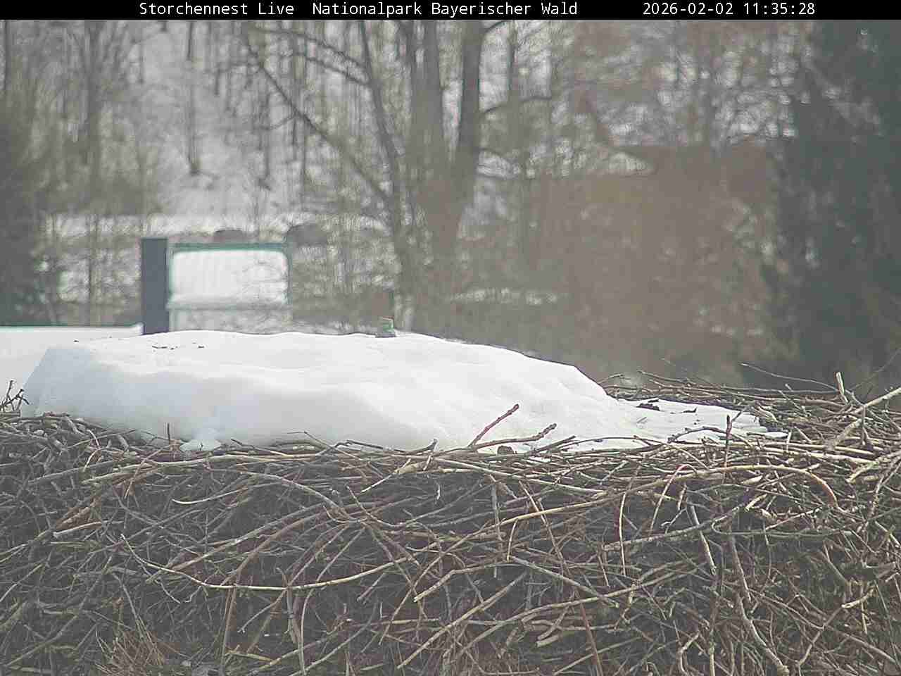 Archived image Webcam Bavarian Forest National Park - Stork Nest