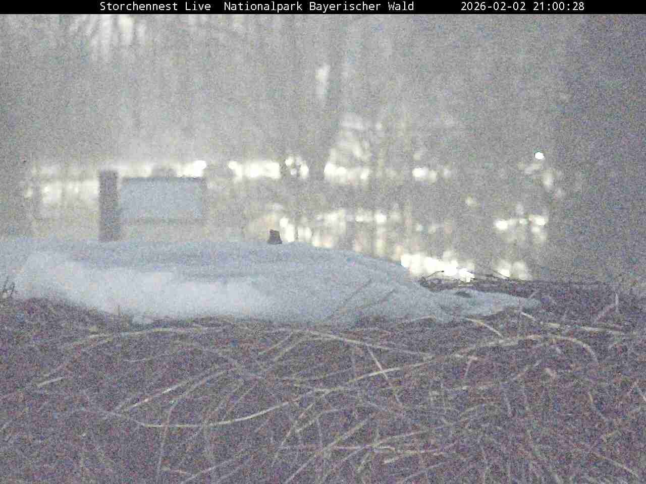Archiv Foto Webcam Nationalpark Bayerischer Wald - Storchennest - Grafenau