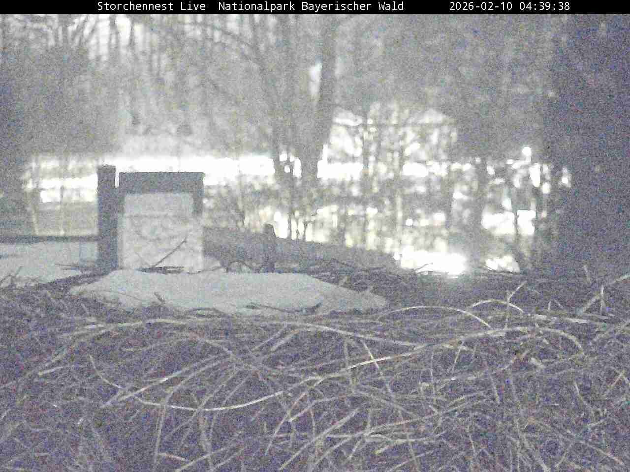 Archived image Webcam Bavarian Forest National Park - Stork Nest