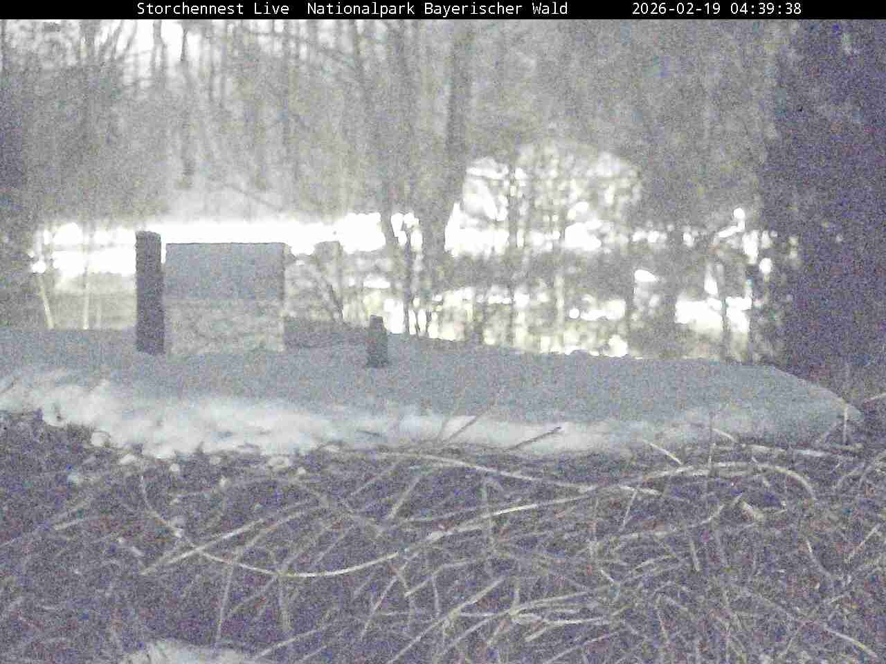 Archiv Foto Webcam Nationalpark Bayerischer Wald - Storchennest - Grafenau