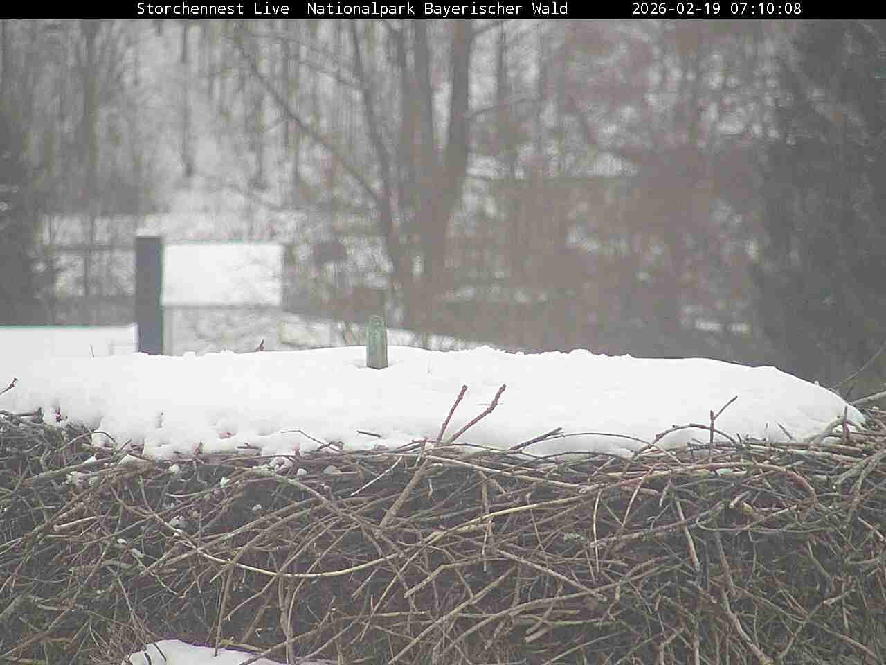 Archiv Foto Webcam Nationalpark Bayerischer Wald - Storchennest - Grafenau