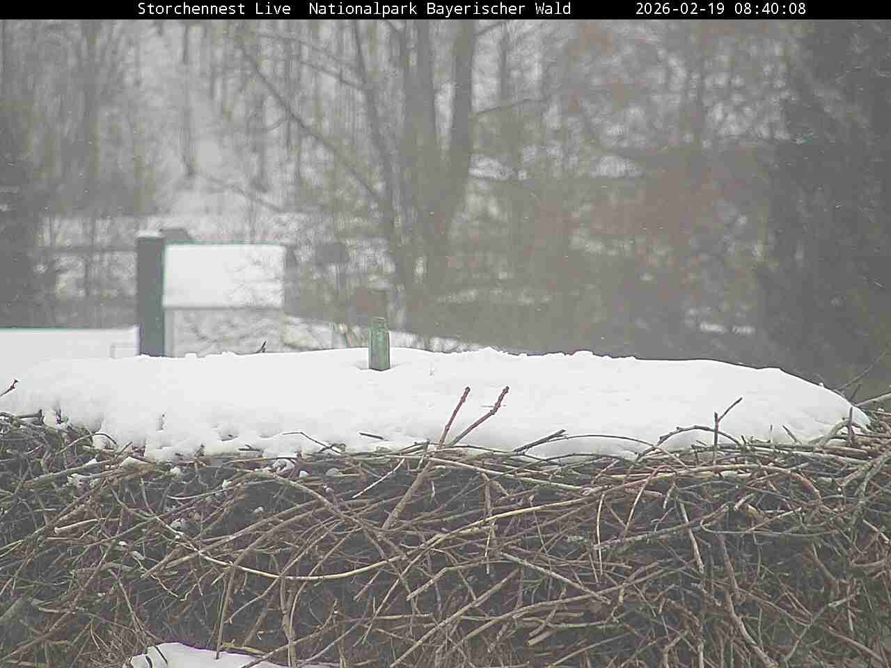 Archiv Foto Webcam Nationalpark Bayerischer Wald - Storchennest - Grafenau