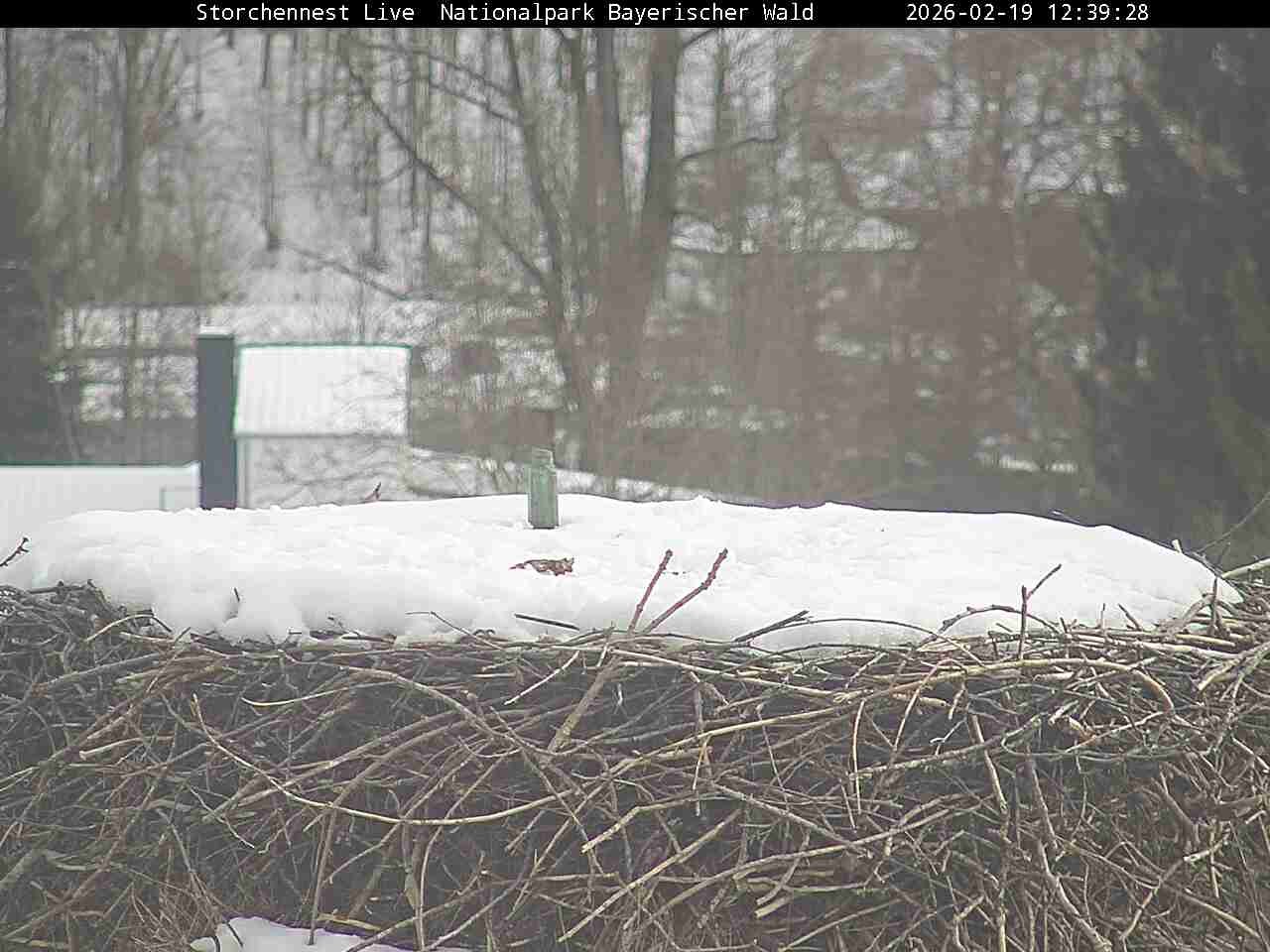 Archiv Foto Webcam Nationalpark Bayerischer Wald - Storchennest - Grafenau