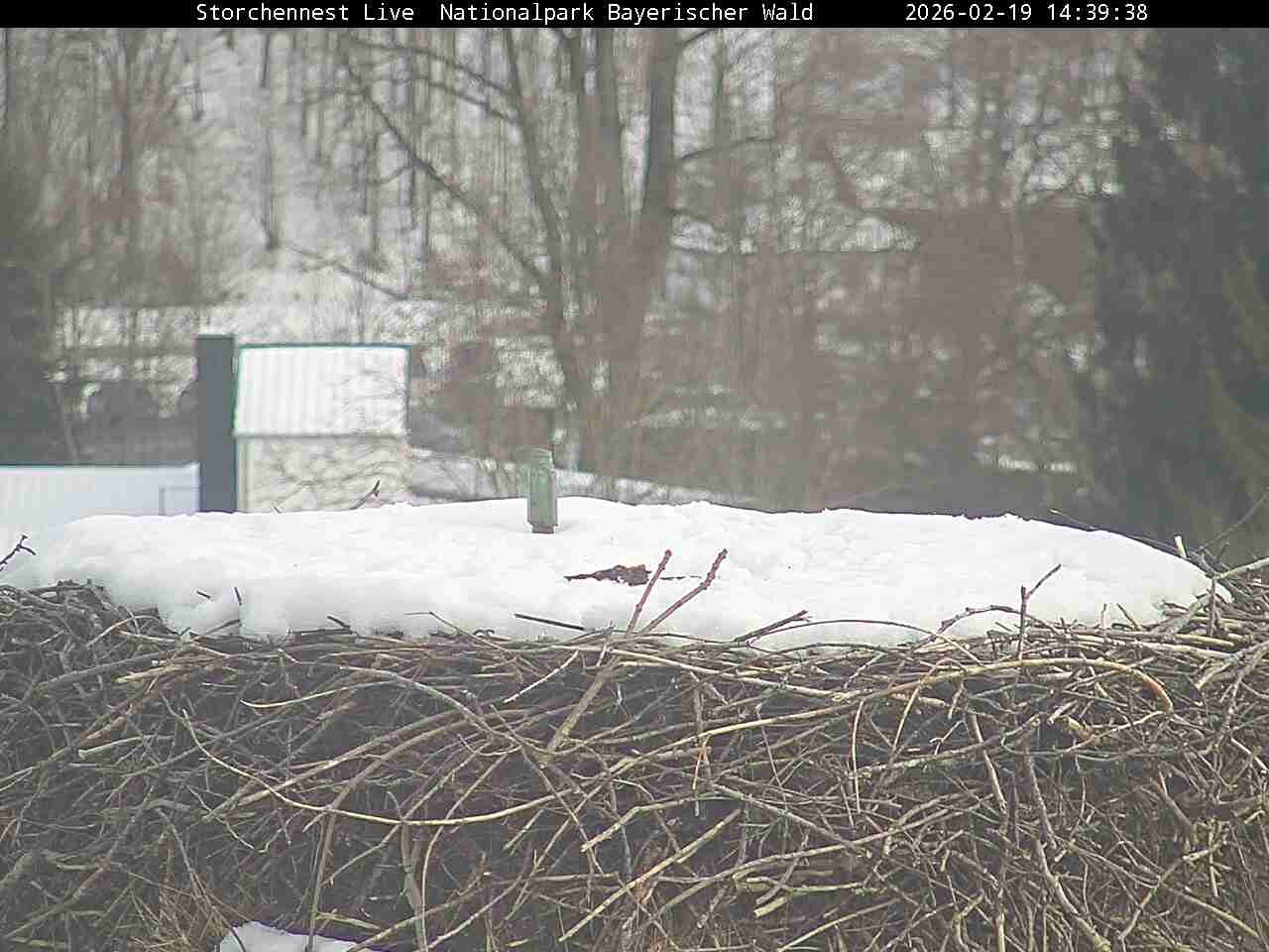 Archiv Foto Webcam Nationalpark Bayerischer Wald - Storchennest - Grafenau