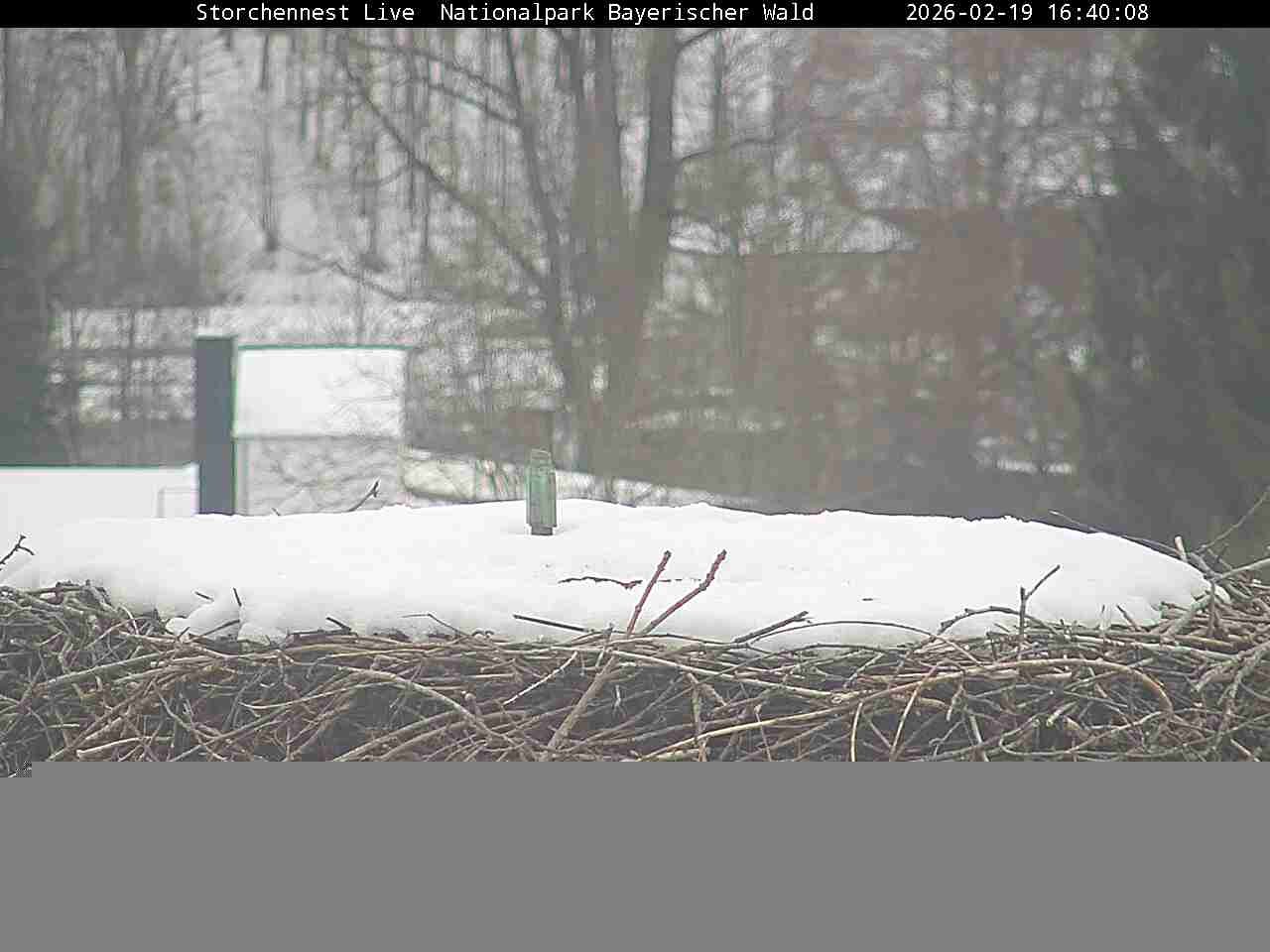 Archiv Foto Webcam Nationalpark Bayerischer Wald - Storchennest - Grafenau