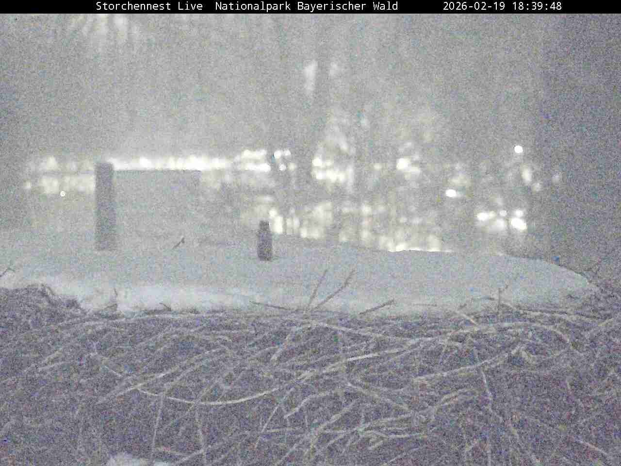 Archiv Foto Webcam Nationalpark Bayerischer Wald - Storchennest - Grafenau