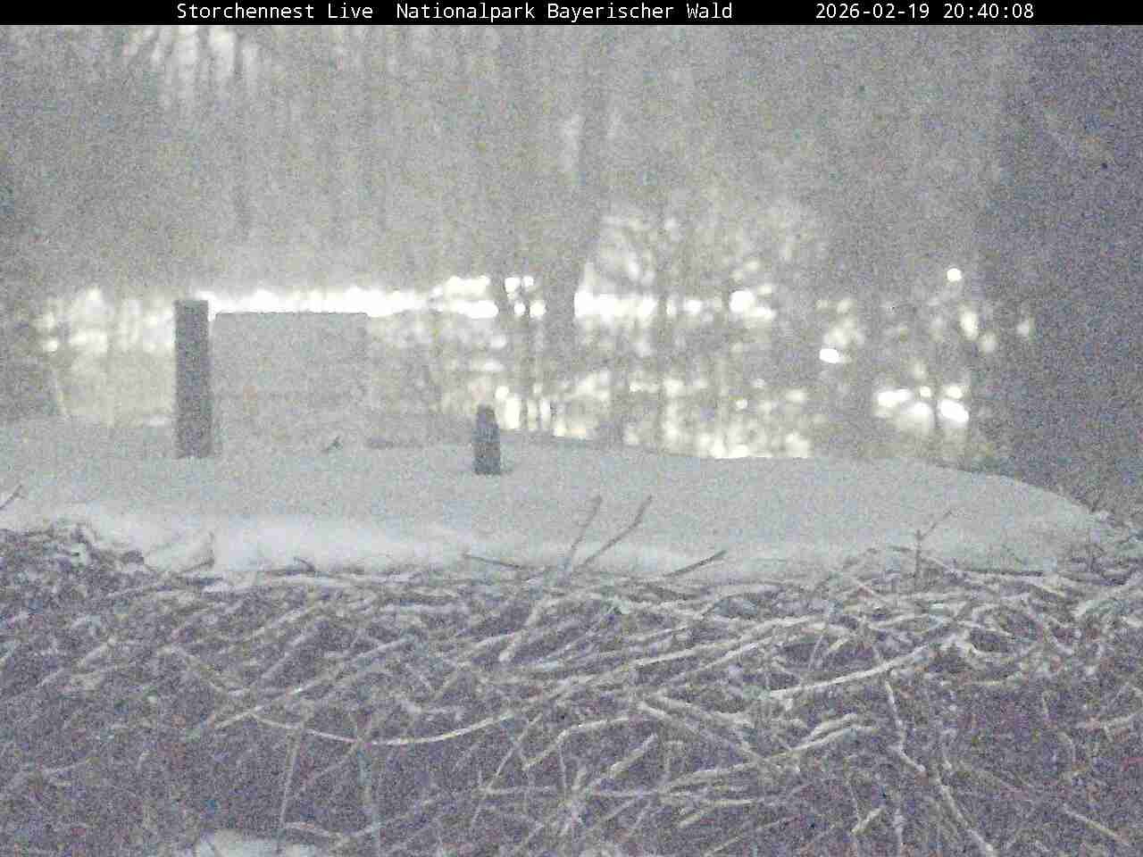 Archiv Foto Webcam Nationalpark Bayerischer Wald - Storchennest - Grafenau