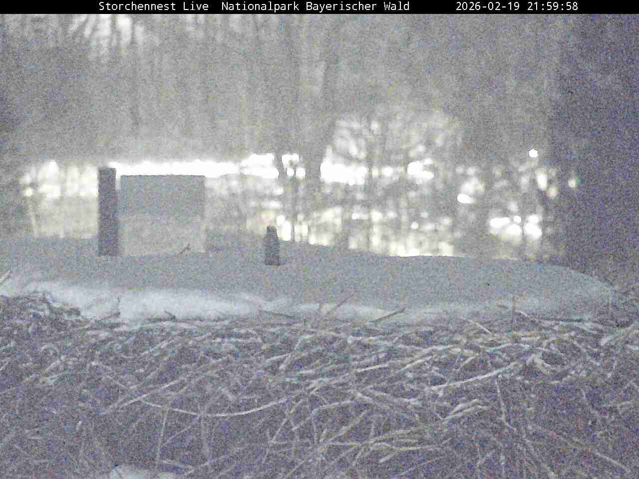 Archiv Foto Webcam Nationalpark Bayerischer Wald - Storchennest - Grafenau