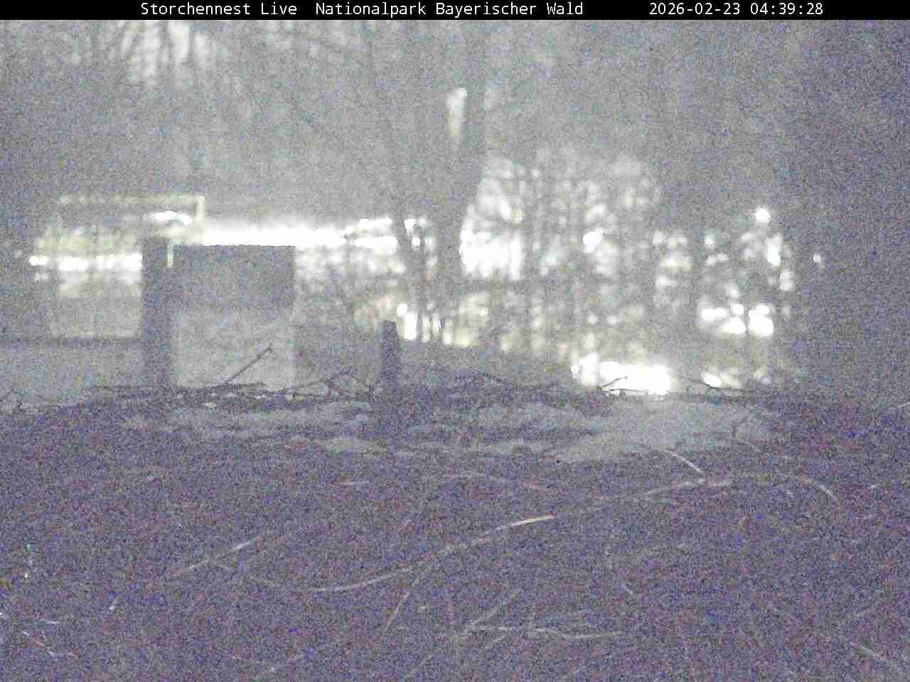 Archiv Foto Webcam Nationalpark Bayerischer Wald - Storchennest - Grafenau