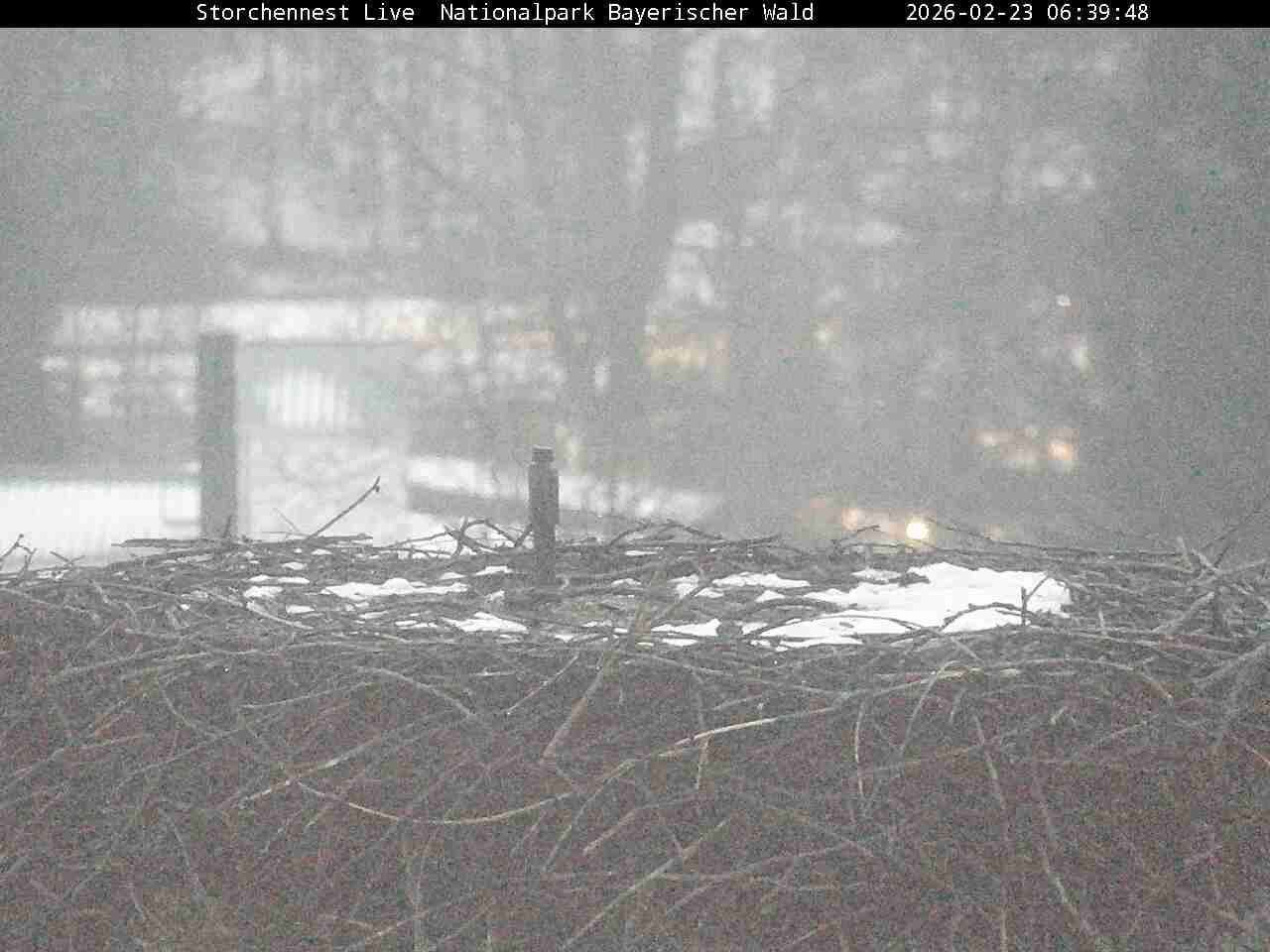 Archiv Foto Webcam Nationalpark Bayerischer Wald - Storchennest - Grafenau