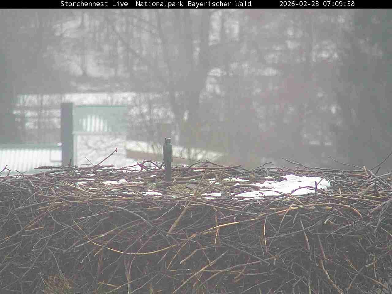 Archiv Foto Webcam Nationalpark Bayerischer Wald - Storchennest - Grafenau