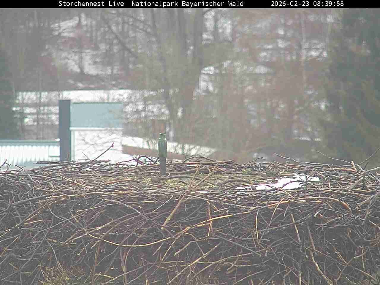 Archiv Foto Webcam Nationalpark Bayerischer Wald - Storchennest - Grafenau