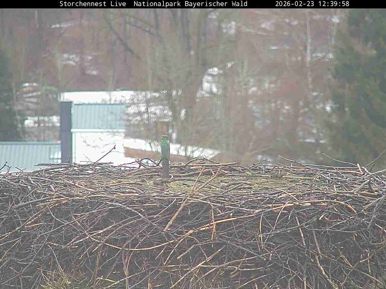 Archiv Foto Webcam Nationalpark Bayerischer Wald - Storchennest - Grafenau