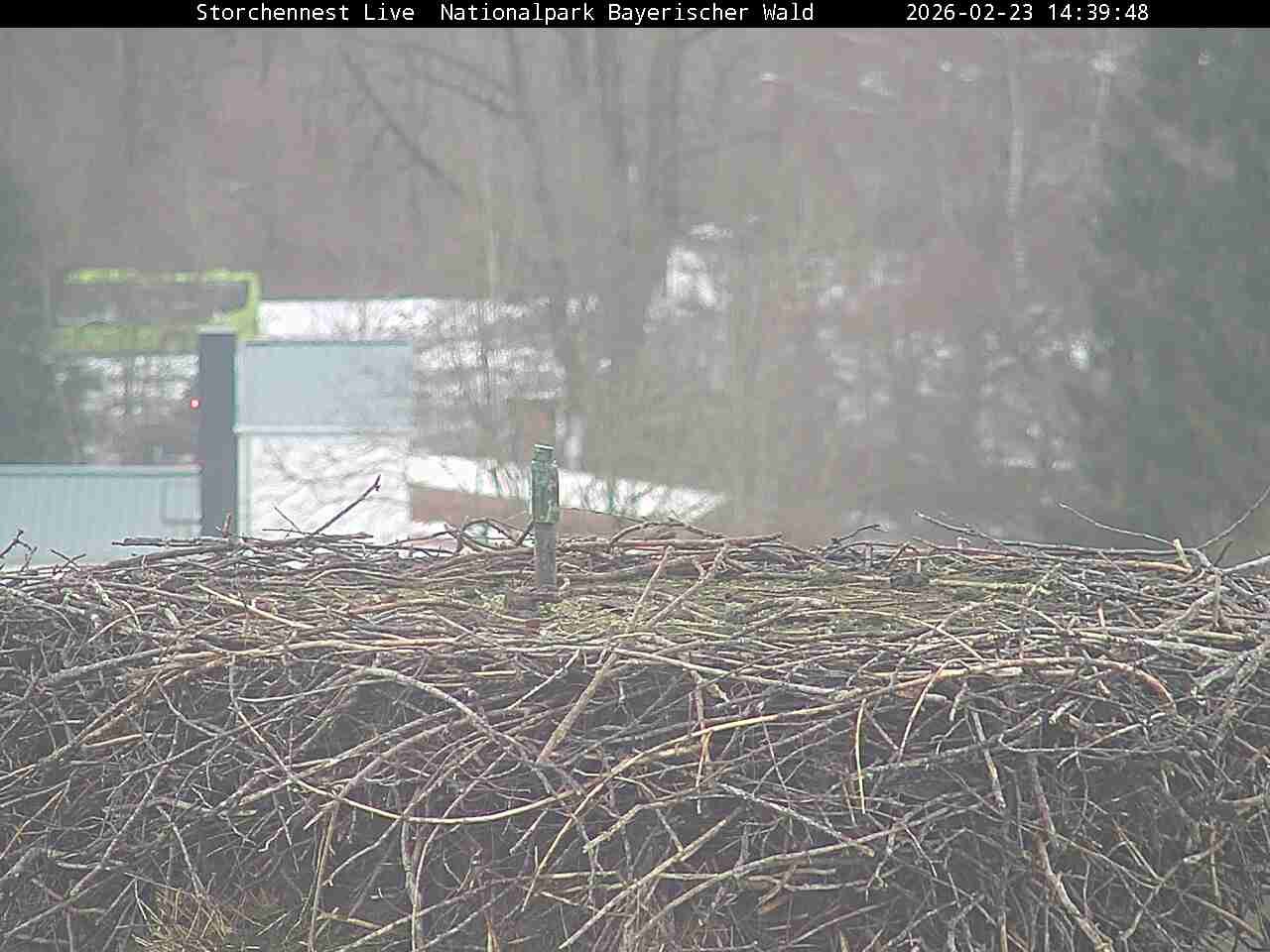 Archiv Foto Webcam Nationalpark Bayerischer Wald - Storchennest - Grafenau