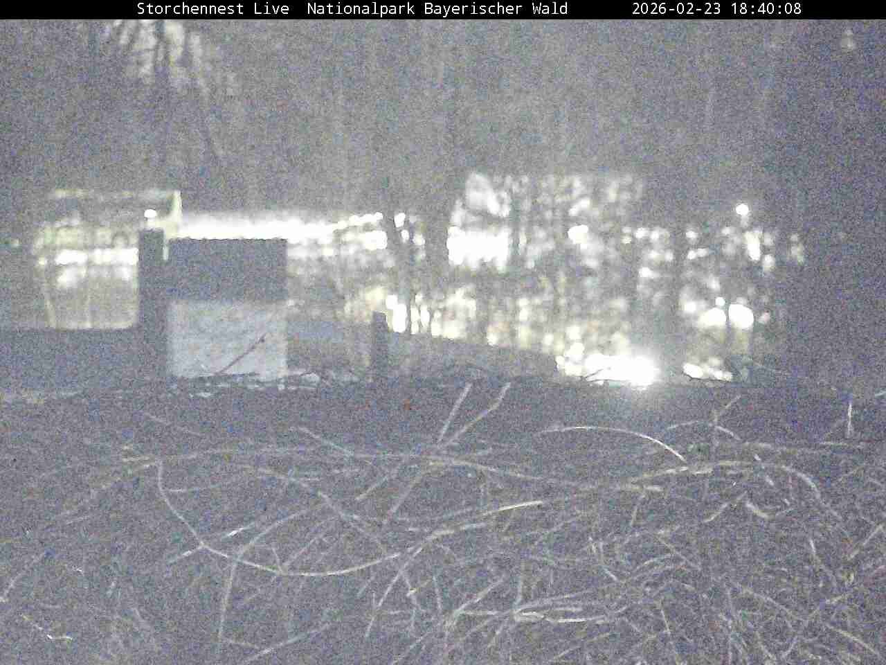 Archiv Foto Webcam Nationalpark Bayerischer Wald - Storchennest - Grafenau