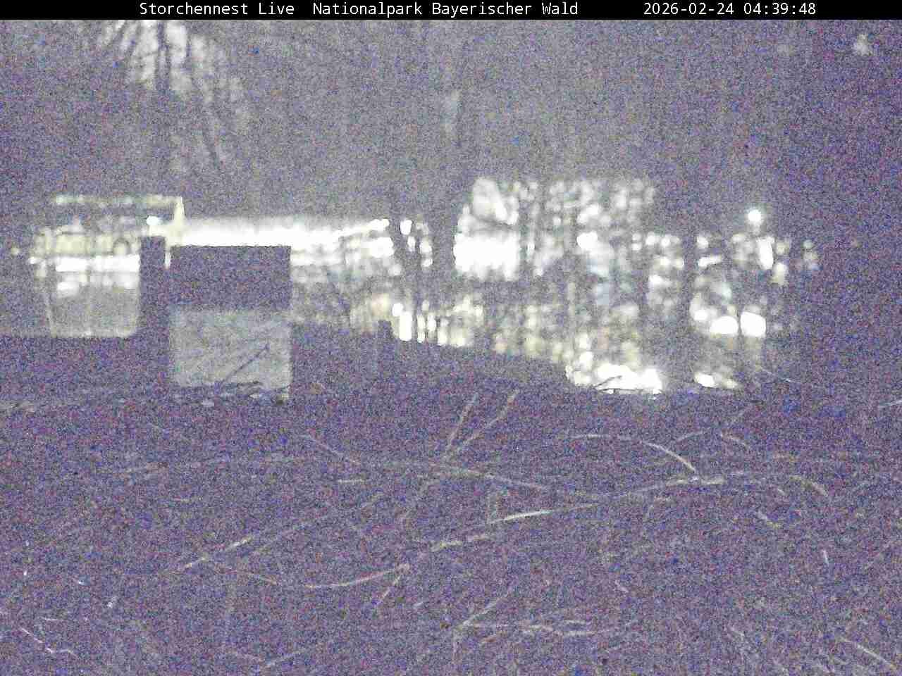 Archived image Webcam Bavarian Forest National Park - Stork Nest