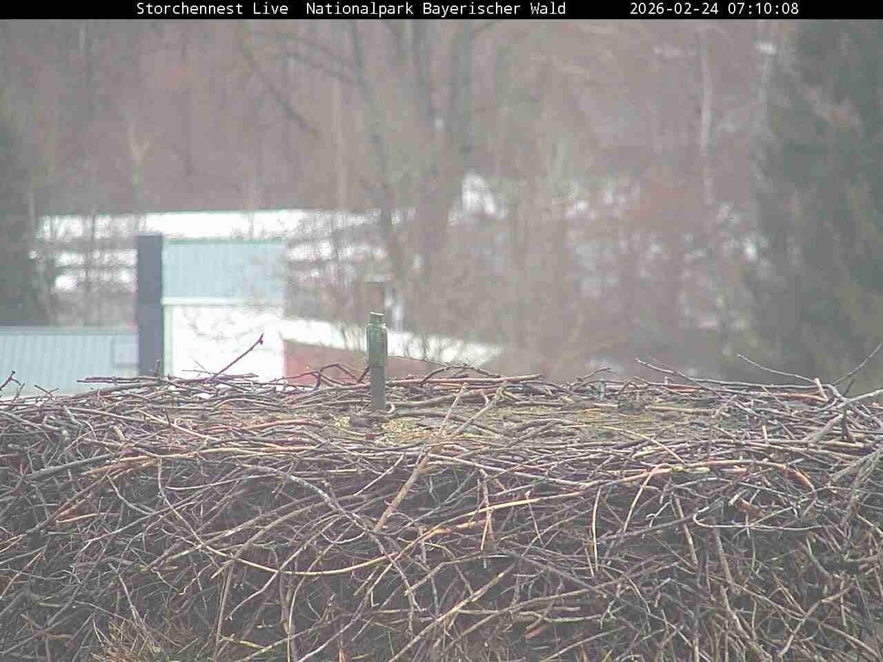 Archived image Webcam Bavarian Forest National Park - Stork Nest