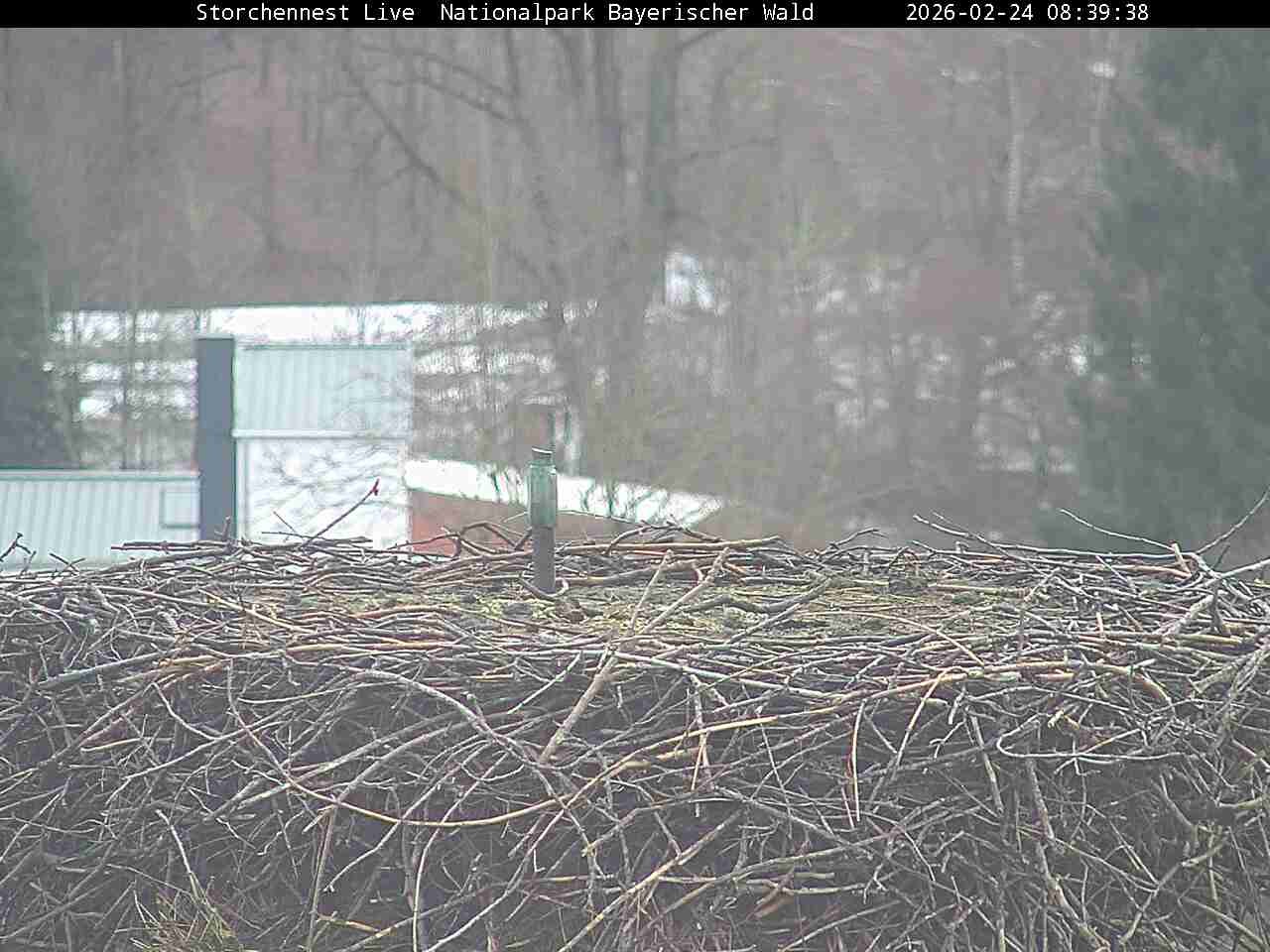 Archived image Webcam Bavarian Forest National Park - Stork Nest